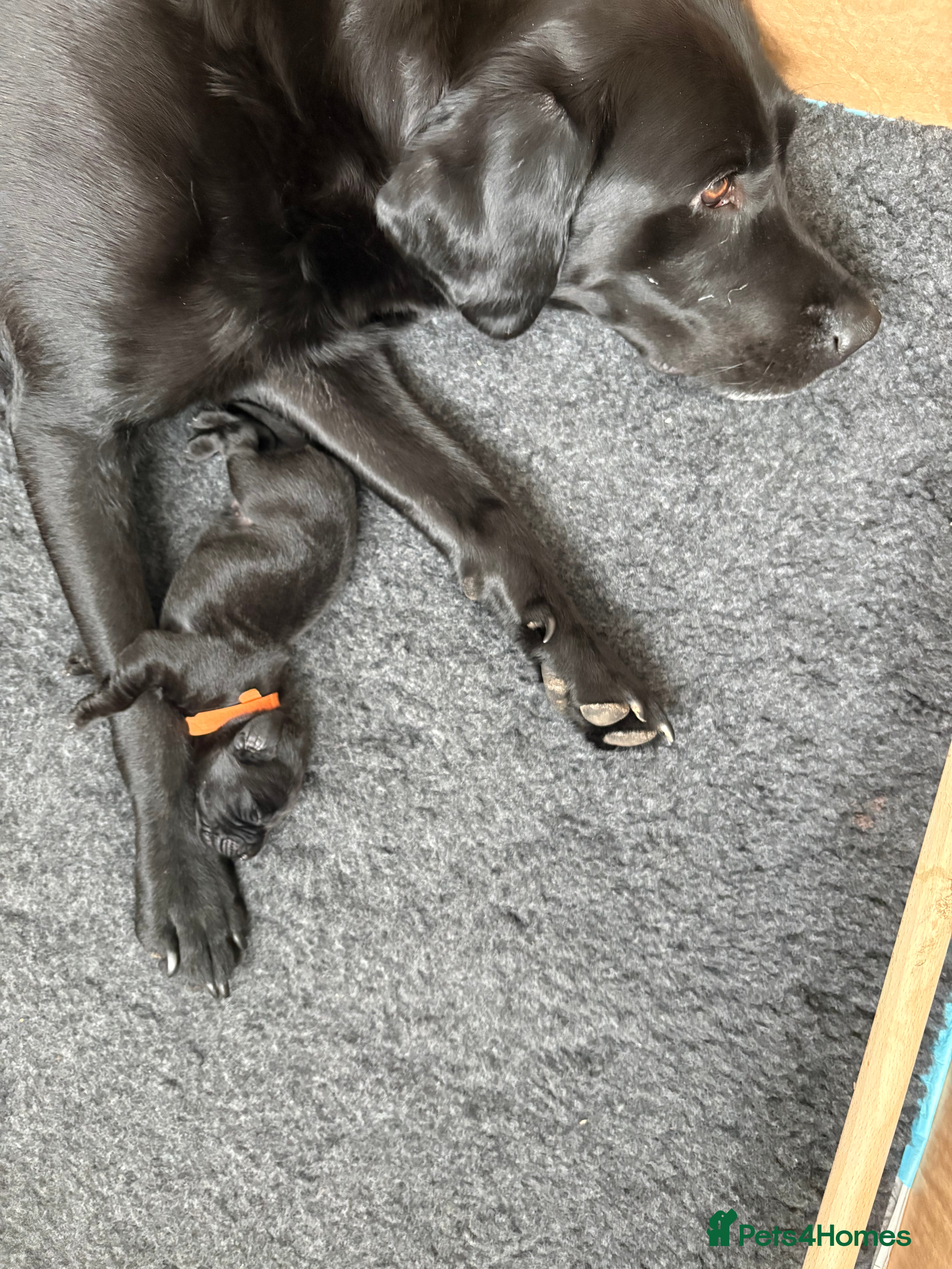 Labrador Retriever dogs Stunning Labrador Retriever Pups ready 9/5/26 - Advert 2