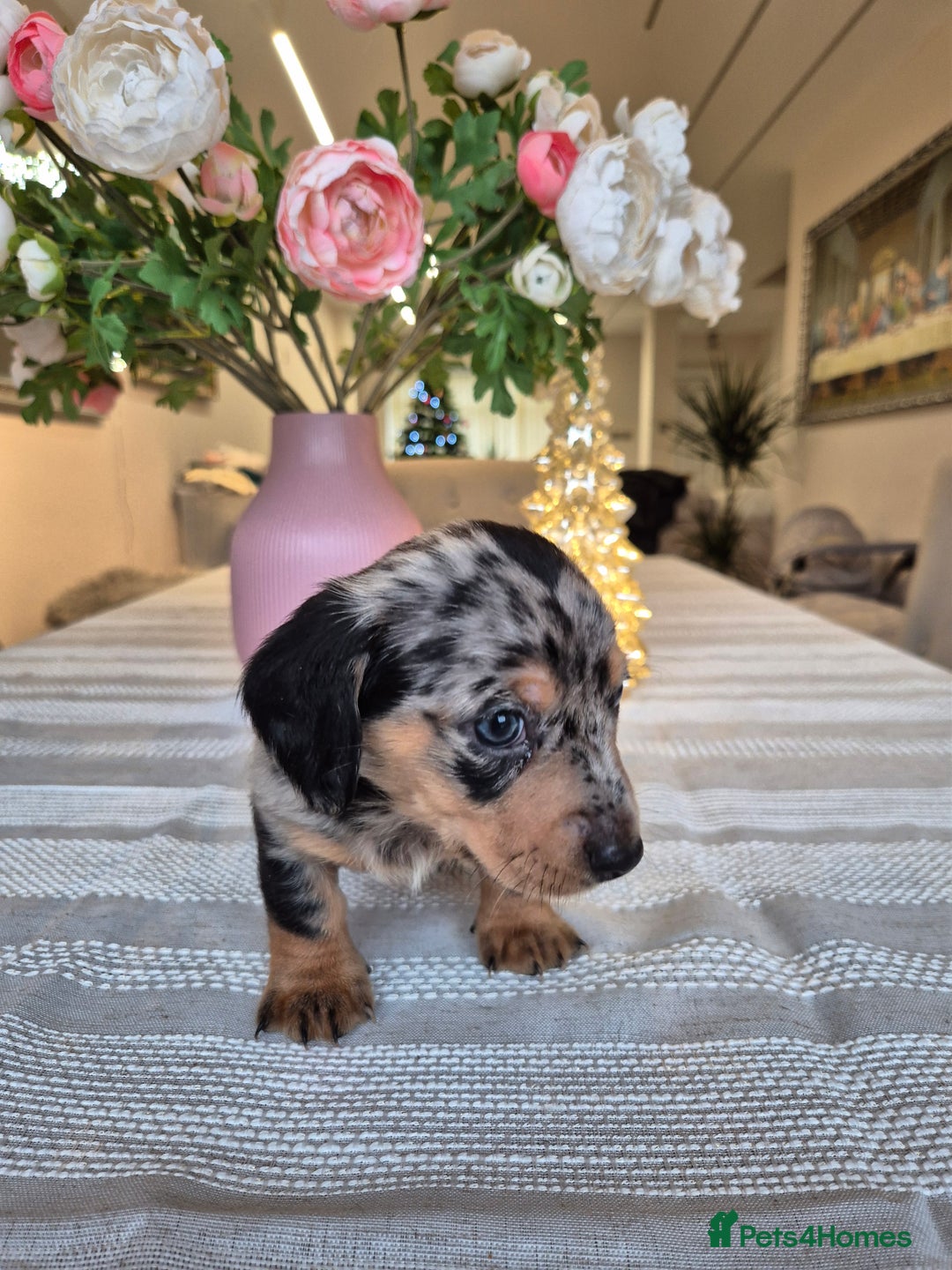 Dachshund dogs for sale: 💙Miniature Dachshund puppies! First litter!🩷  - Advert 10