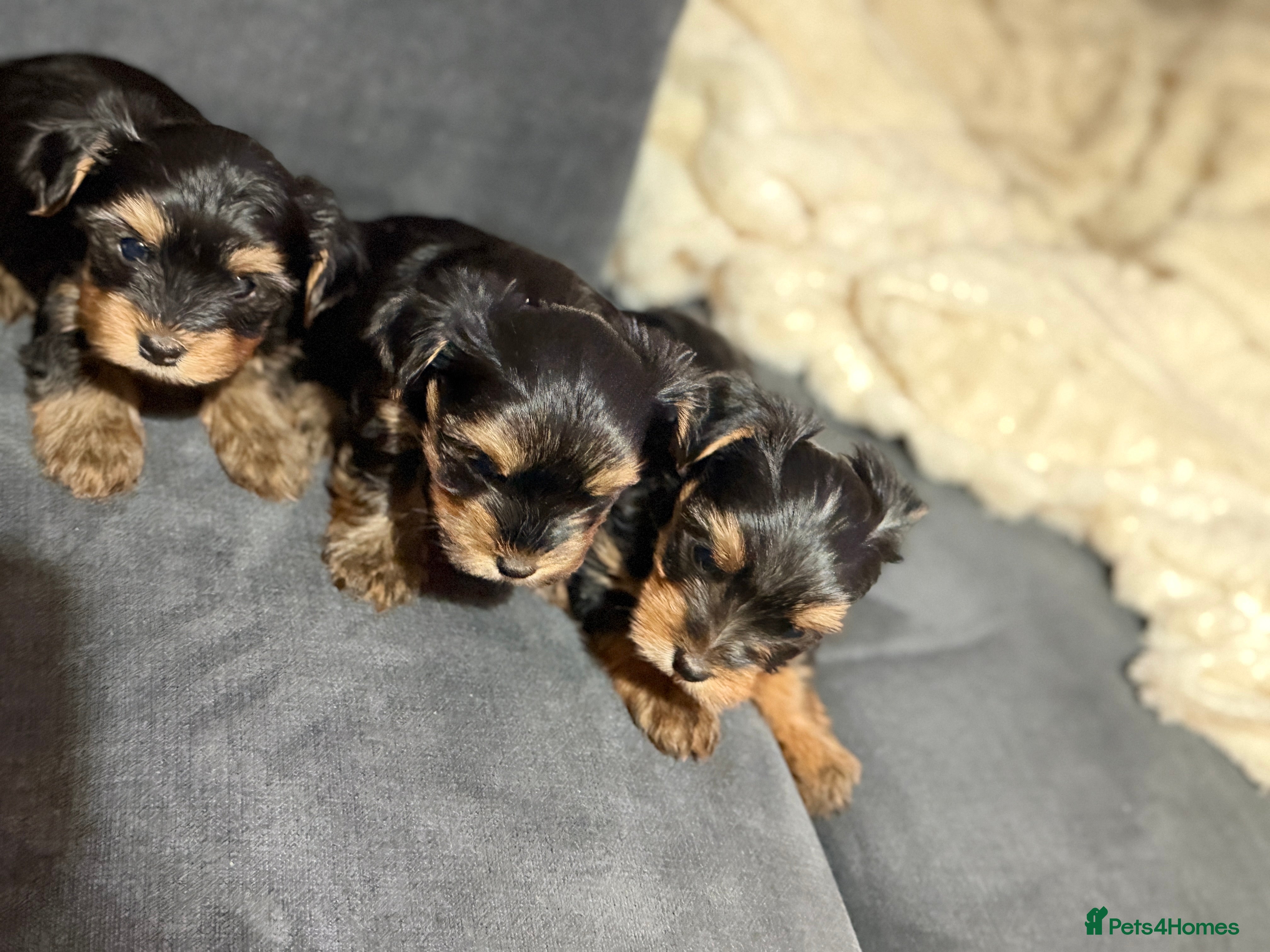 Yorkshire Terrier dogs Yorkshire terrier puppies only 3 boys left  - Advert 20
