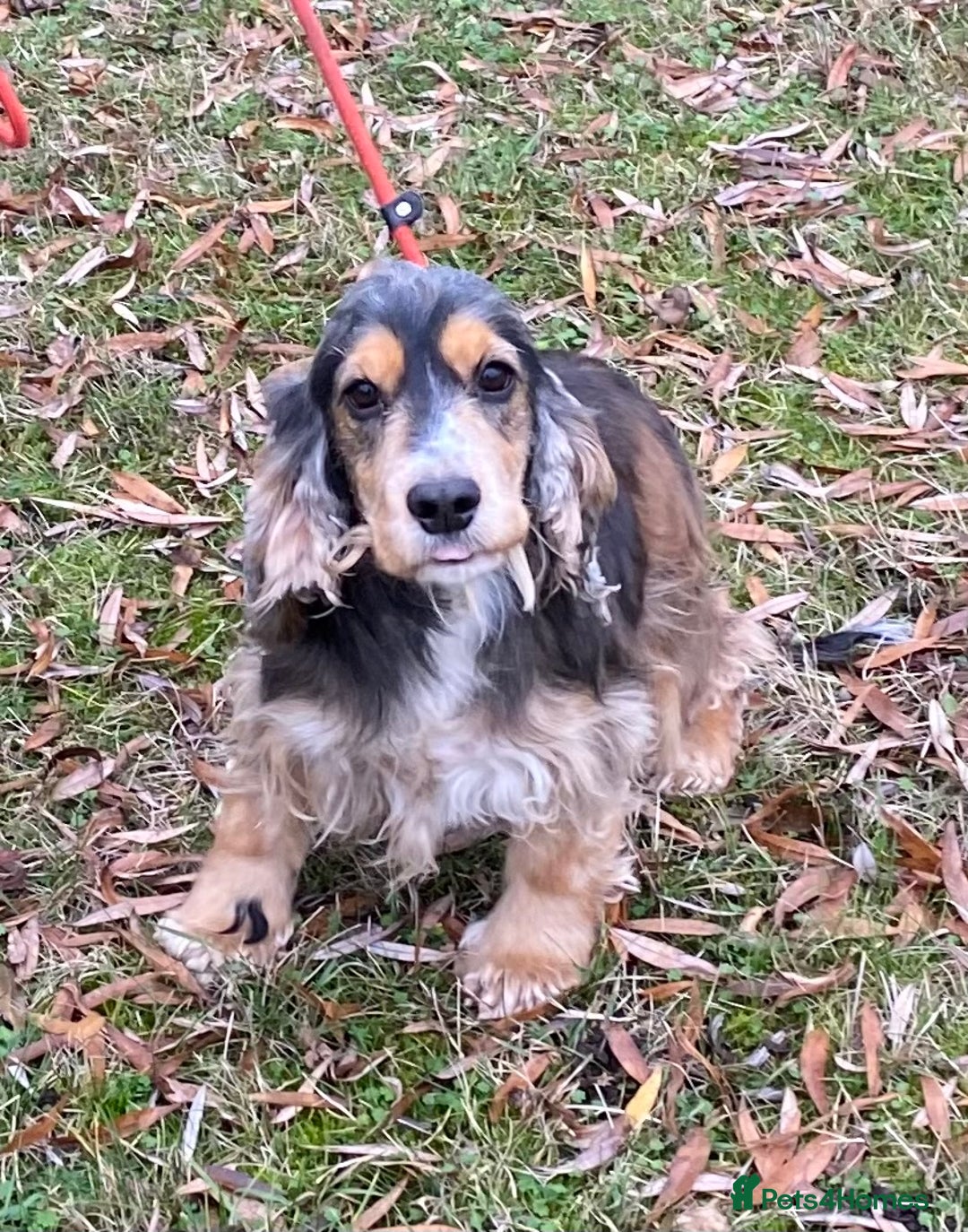 Cocker Spaniel dogs for sale: Adorable show cocker adult girls  - Advert 12