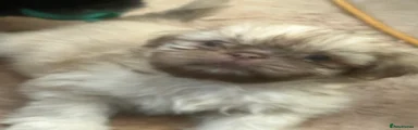 Shih Tzu 4