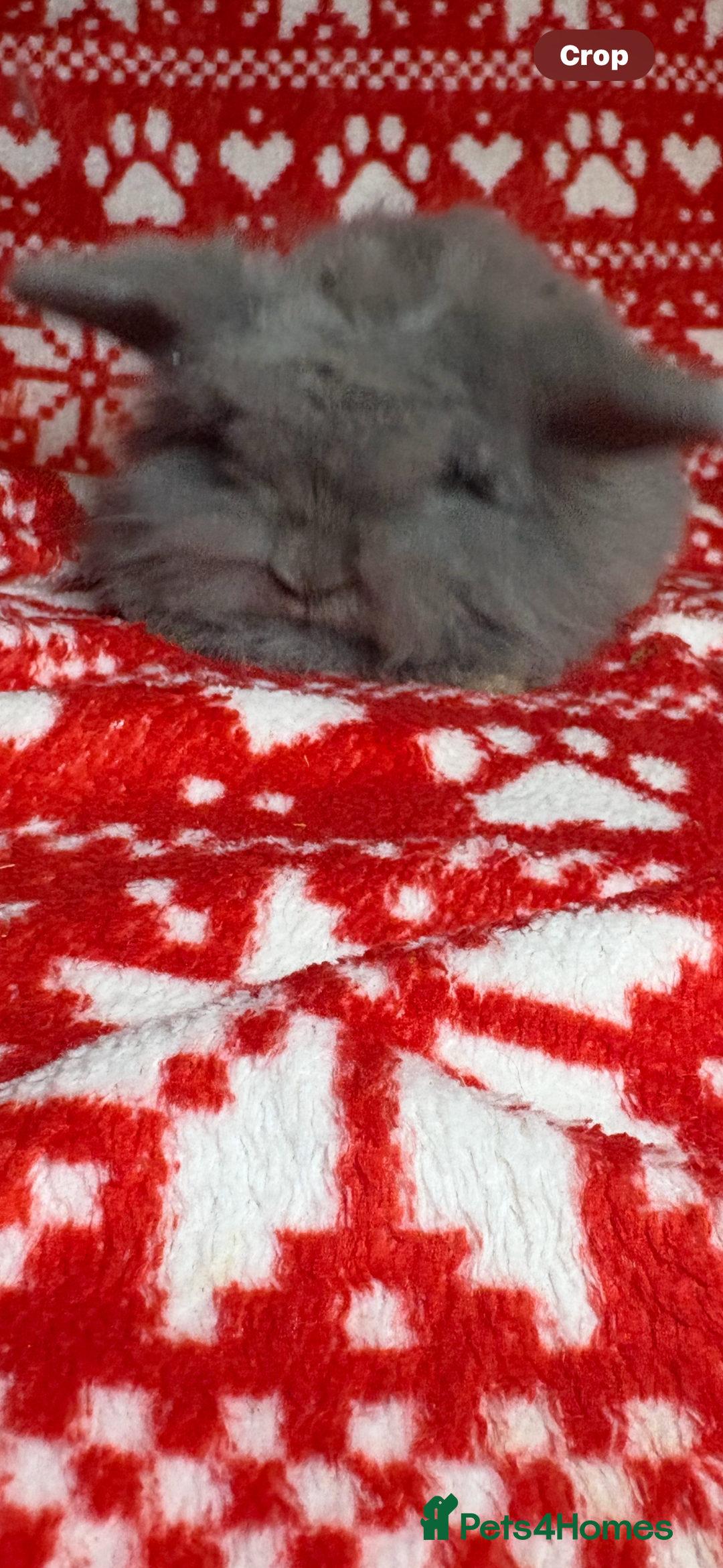 Mini Lop rabbits for sale: Gorgeous little mini lop baby bunnies ready now - Image 16