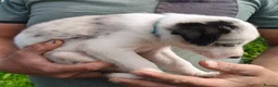 Border Collie dogs for sale: Border collie puppies - Advert 10