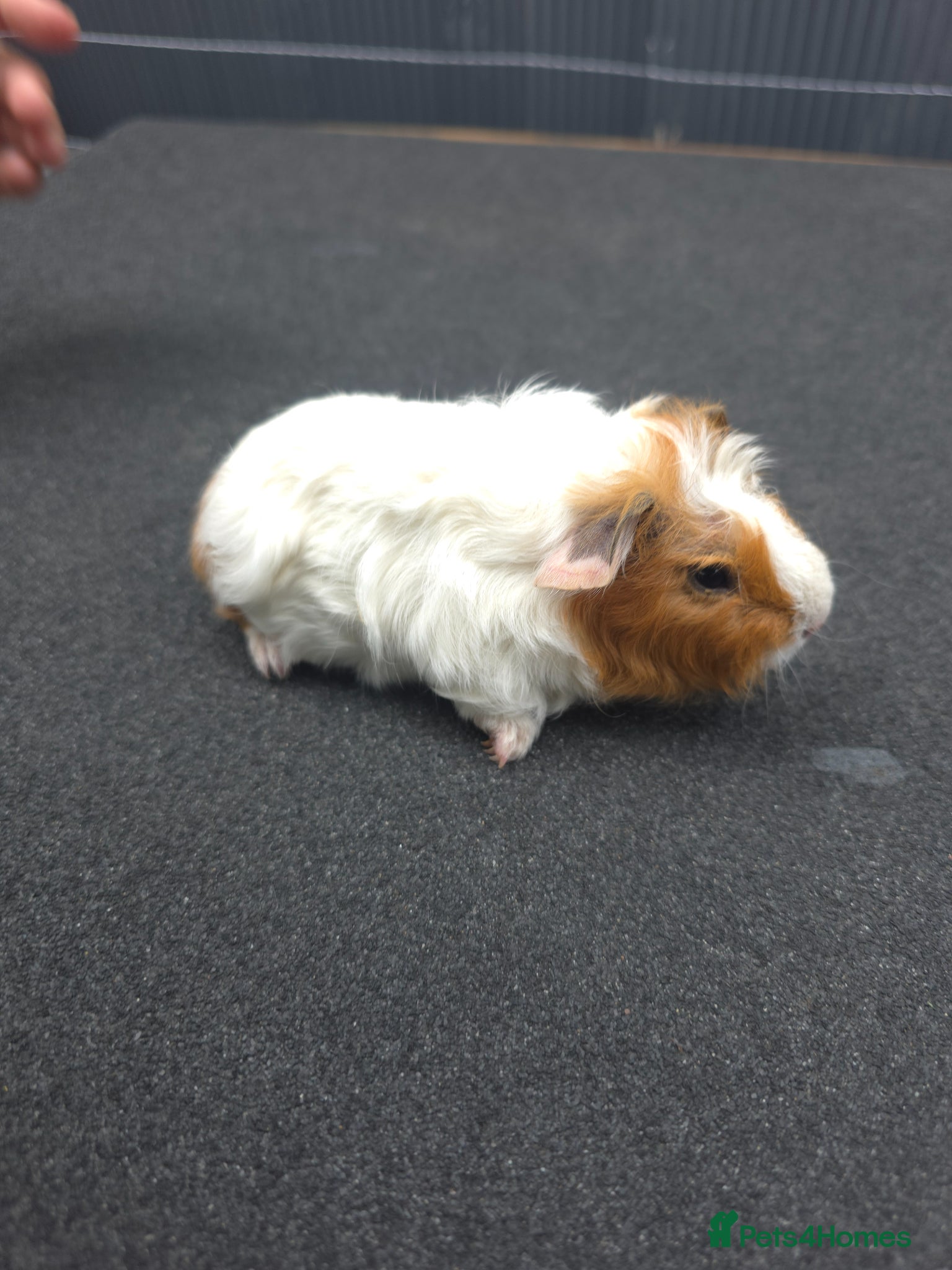 Guinea Pig rodents Guinea pigs - Advert 3