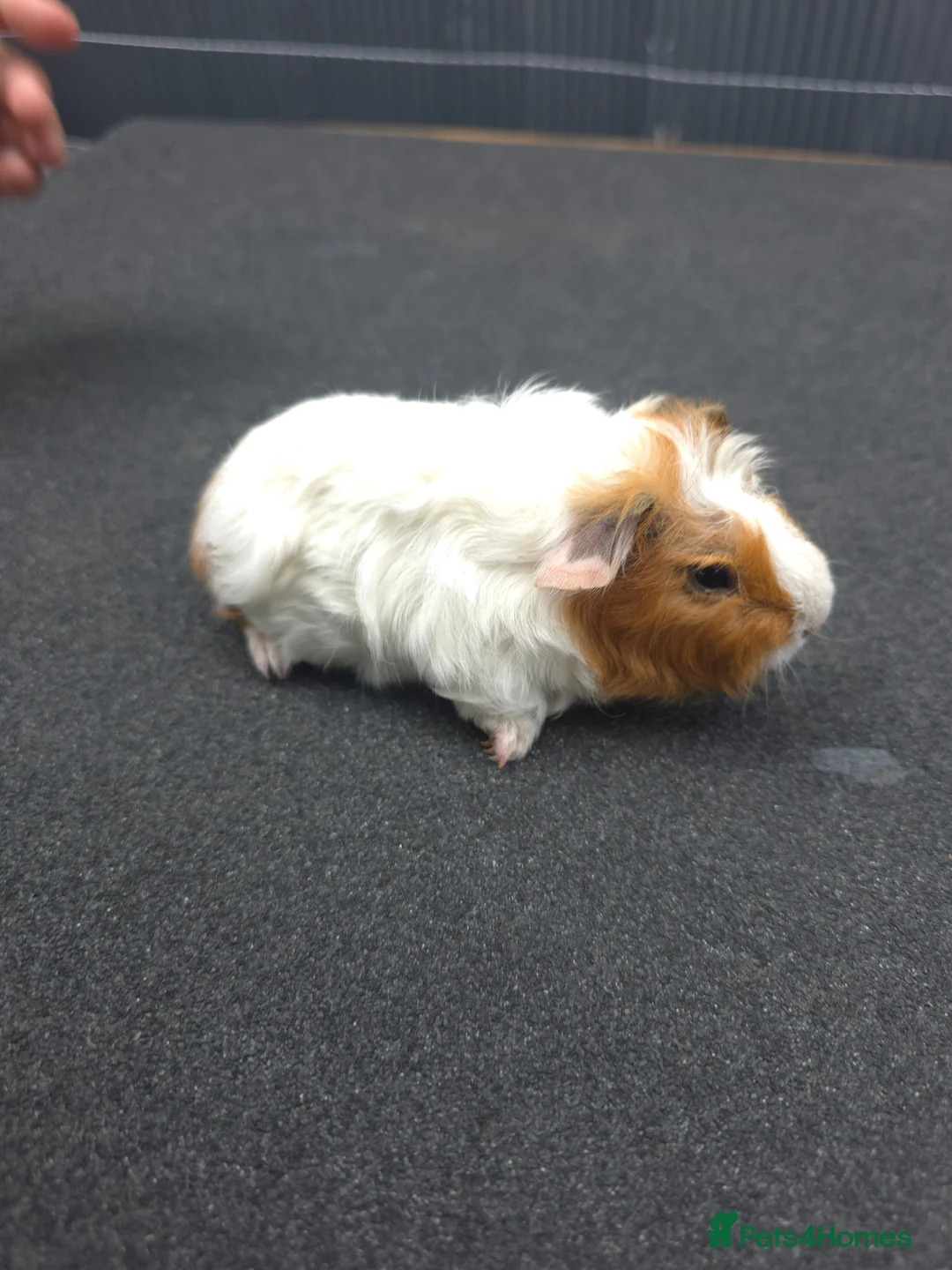 Guinea Pig rodents for sale: Guinea pigs - Advert 1