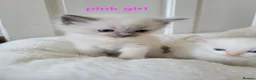 Ragdoll cats for sale: 4 Adorable Ragdoll Kittens - Advert 3