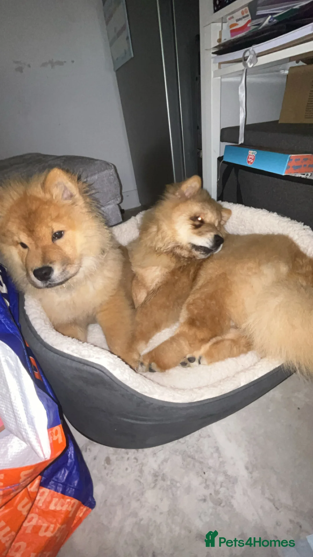 Chow Chow dogs for sale: We have 2 dogs for sale  in Hassocks - Advert 2