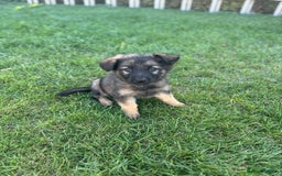 German Shepherd dogs for sale: German shepherd pups  - Image 18