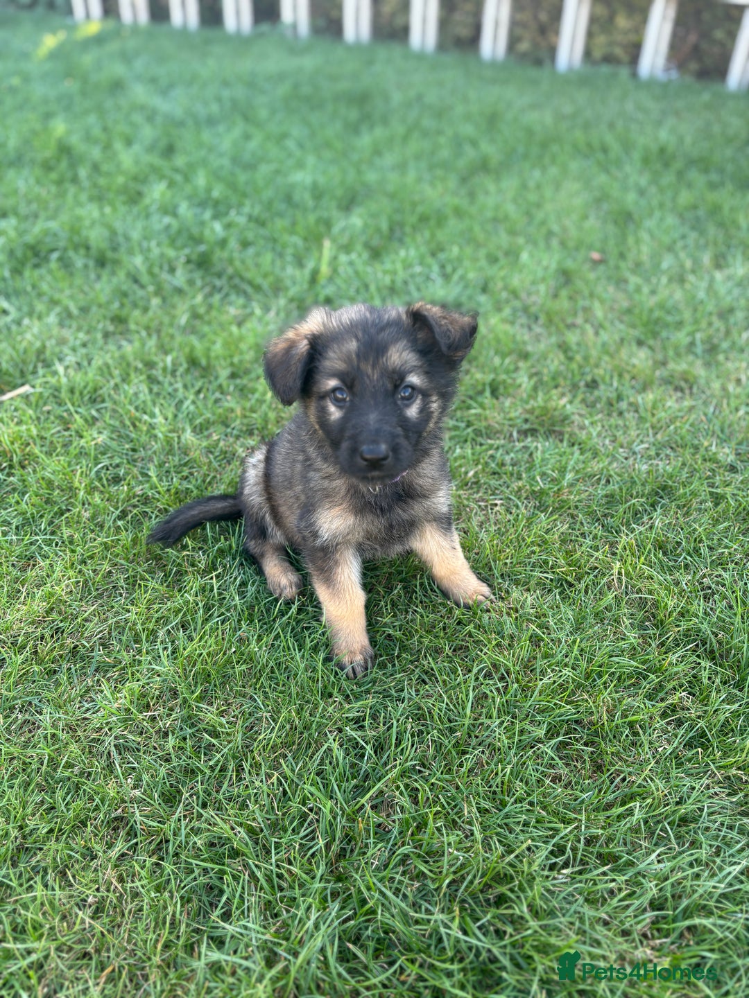 German Shepherd dogs for sale: German shepherd pups  - Image 18