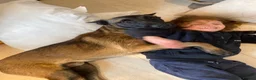 Belgian Shepherd Dog dogs for stud: The one and only Rex in London - Advert 15