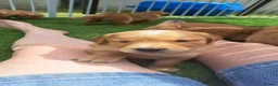 Golden Retriever dogs for sale: Healthy, happy KC reg, Golden Retriever puppies.  - Advert 8