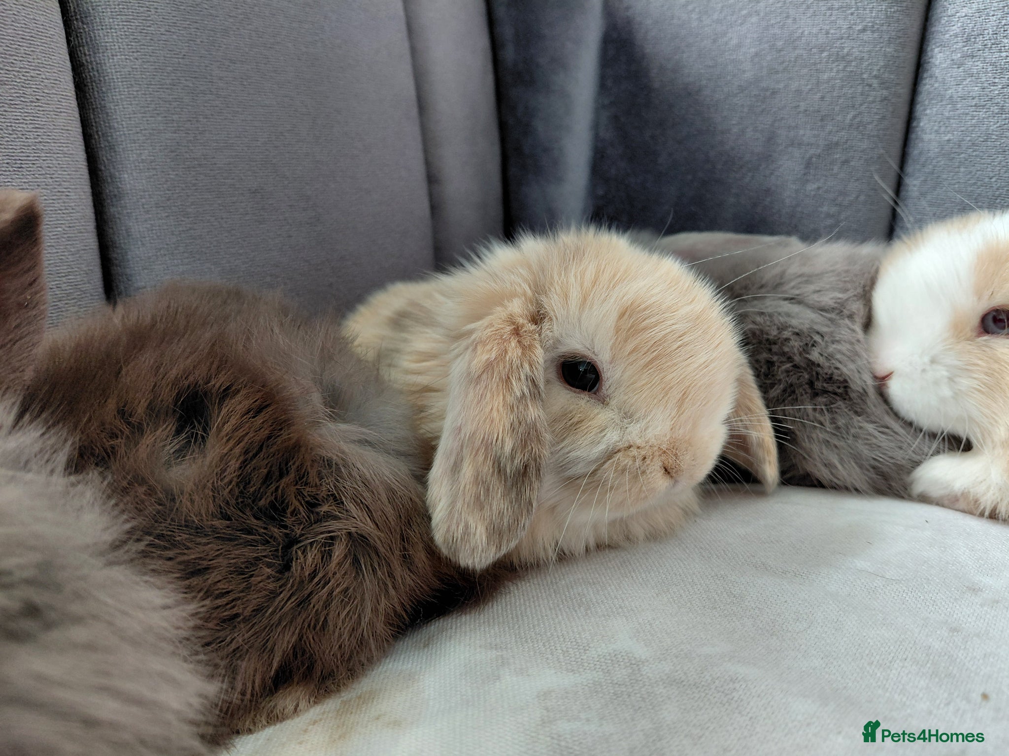Mini Lop rabbits Gorgeous Baby Mini Lop buck for sale - Advert 18