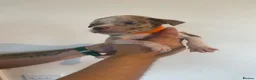 American Bully dogs for sale: Standard American bully  - Advert 12