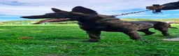 Belgian Shepherd Dog dogs for sale: Dutch shepherd  - Advert 3