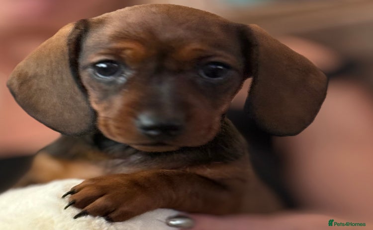 Miniature Dachshund dogs - Advert 4