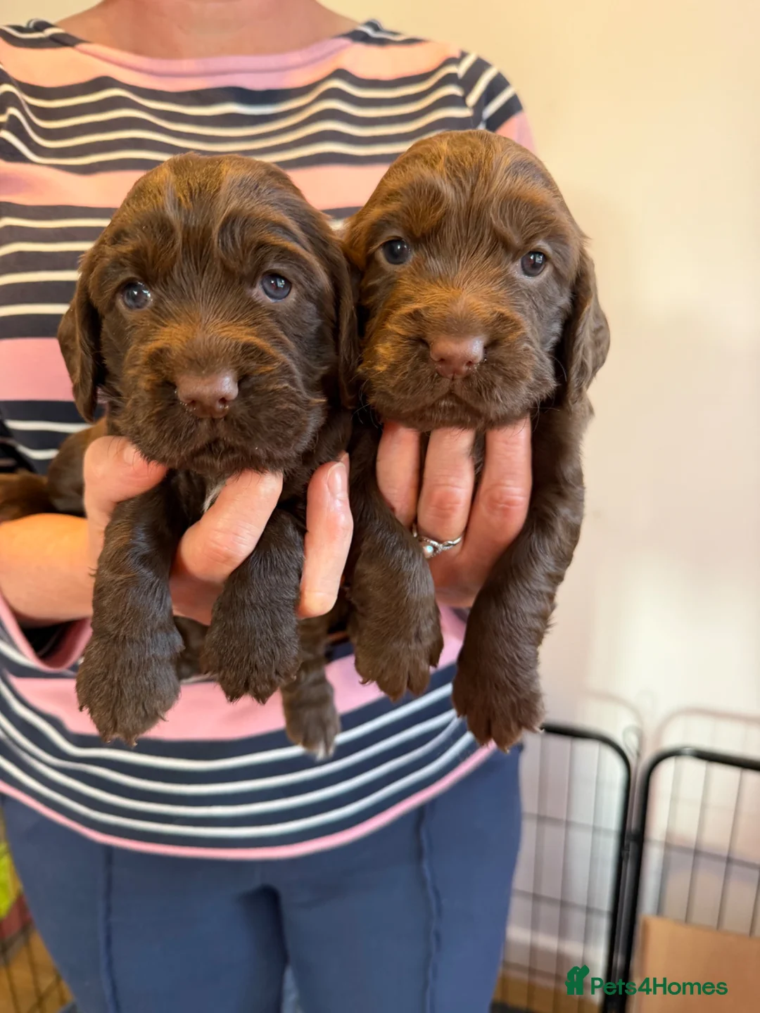 Cocker Spaniel dogs for sale: Cocker Spaniel Pups  - Advert 2