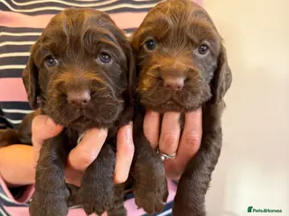 Cocker Spaniel dogs Cocker Spaniel Pups - Advert 10