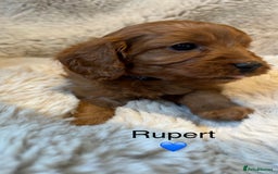 Cavapoo dogs for sale: F1 CAVAPOO BABIES 5🌟LICENSED BREEDER  - Image 8