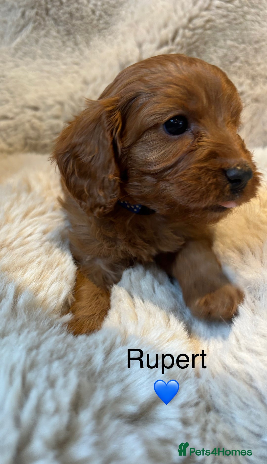 Cavapoo dogs for sale: F1 CAVAPOO BABIES 5🌟LICENSED BREEDER  - Image 8