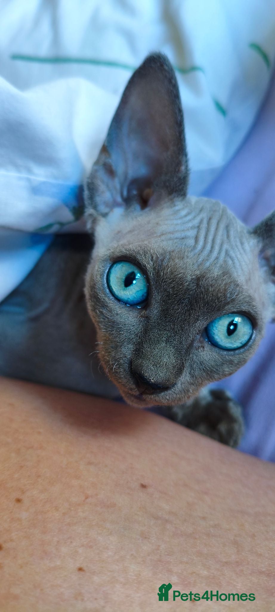 Sphynx cats *LAST ONE* Gorgeous Sphynx Girl - 12 Weeks Old - Advert 2