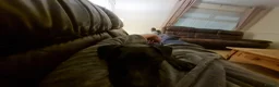 Patterdale Terrier dogs for sale: Patterdale Terrier  - Advert 5
