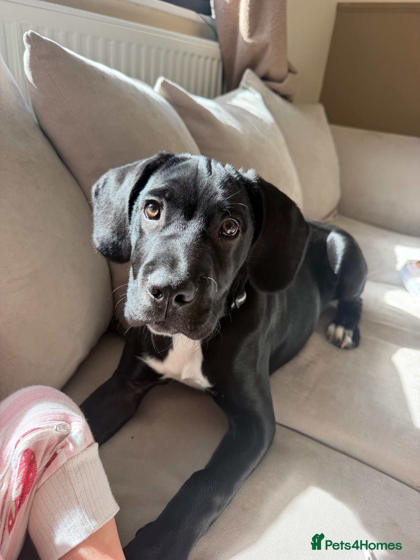 Mixed Breed dogs for sale: Gunna  - Advert 10