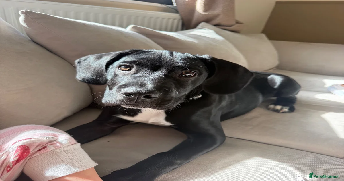 Gunna for sale in Alfreton | Pets4Homes