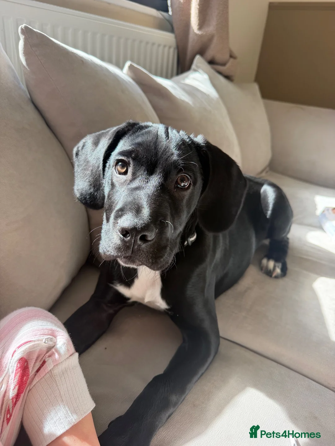 Mixed Breed dogs for sale: Gunna  - Advert 1