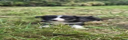 Border Collie dogs for sale: Border collie puppies  - Advert 12
