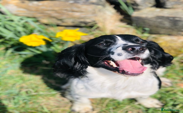 English Springer Spaniel dogs - Advert 2