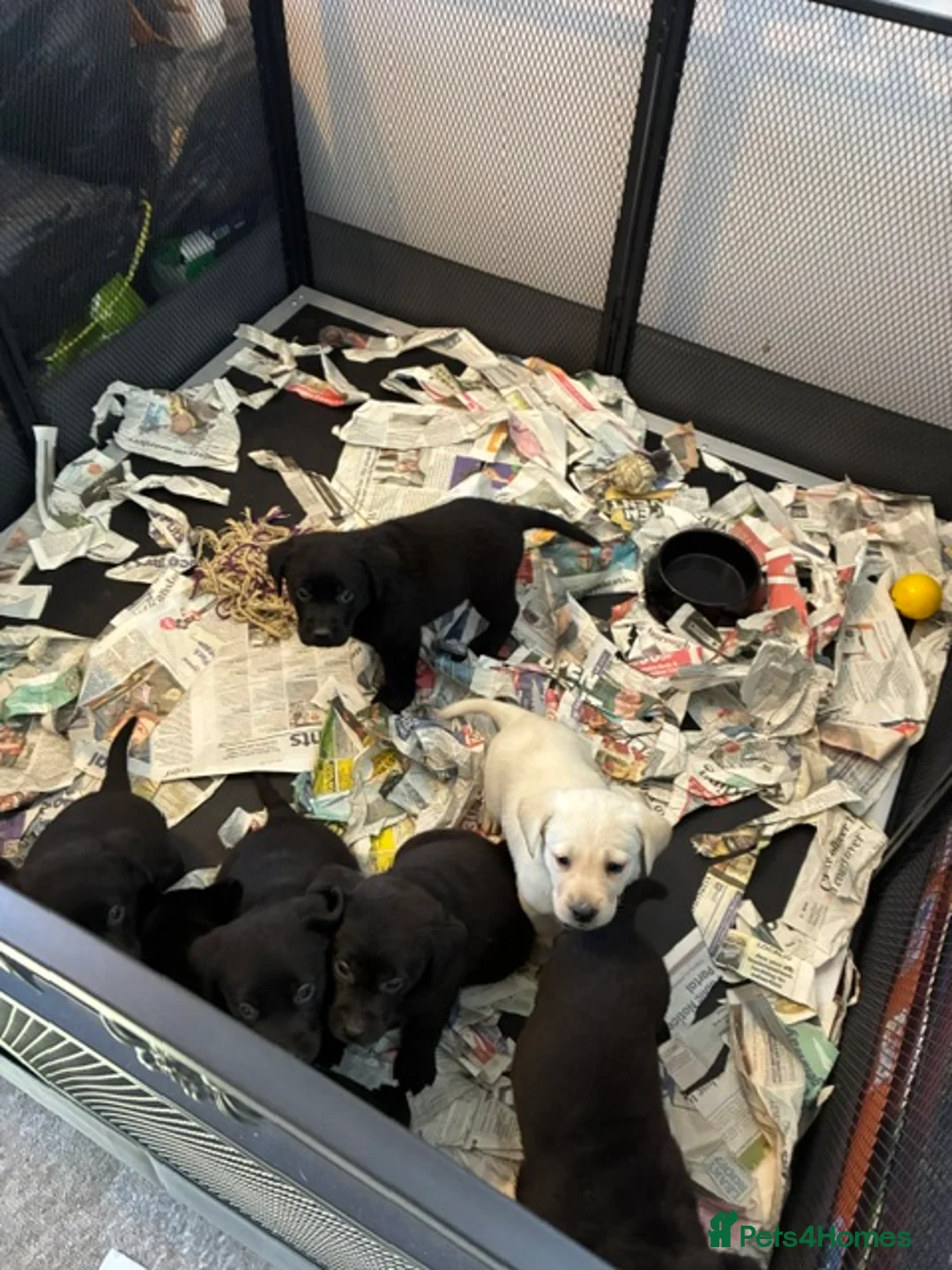 Labrador Retriever dogs for sale: Top quality pedigree lab puppies - Advert 1
