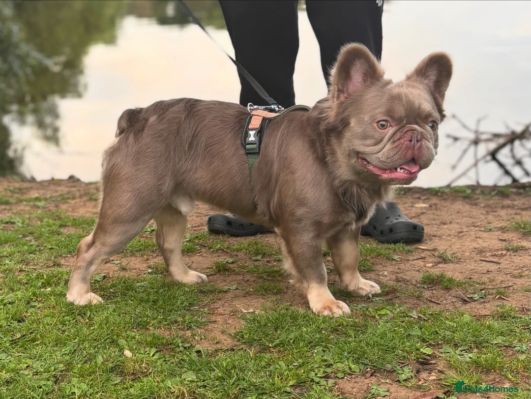 French Bulldog dogs for sale: Male fluffy french bulldog - Image 5
