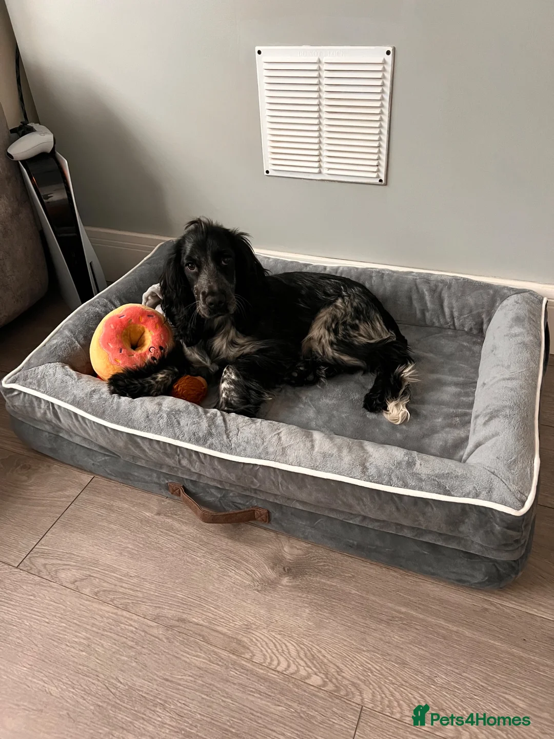 Cocker Spaniel dogs for sale: Show cocker spaniel  - Advert 3