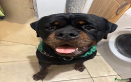 Rottweiler dogs for stud: Black Trovants Champion bloodline Rottweiler stud - Image 4