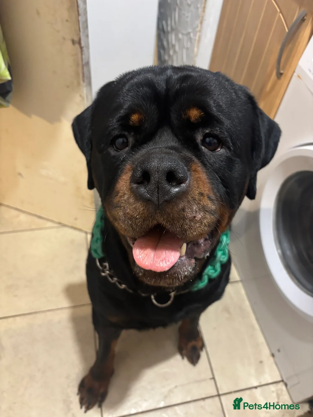 Rottweiler dogs for stud: Black Trovants Champion bloodline Rottweiler stud - Advert 4