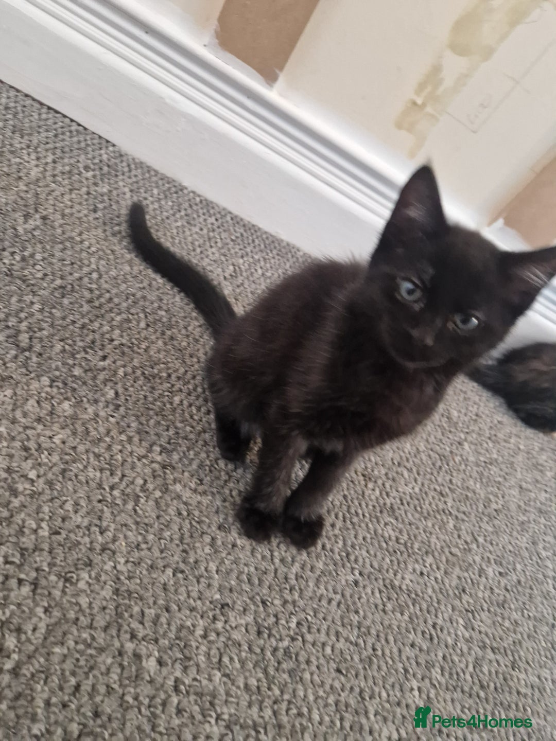 Ragdoll cats for sale: Kittens for sale - Advert 3