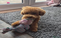 Poochon dogs for stud: Stunning Male poochon for stud  - Image 9