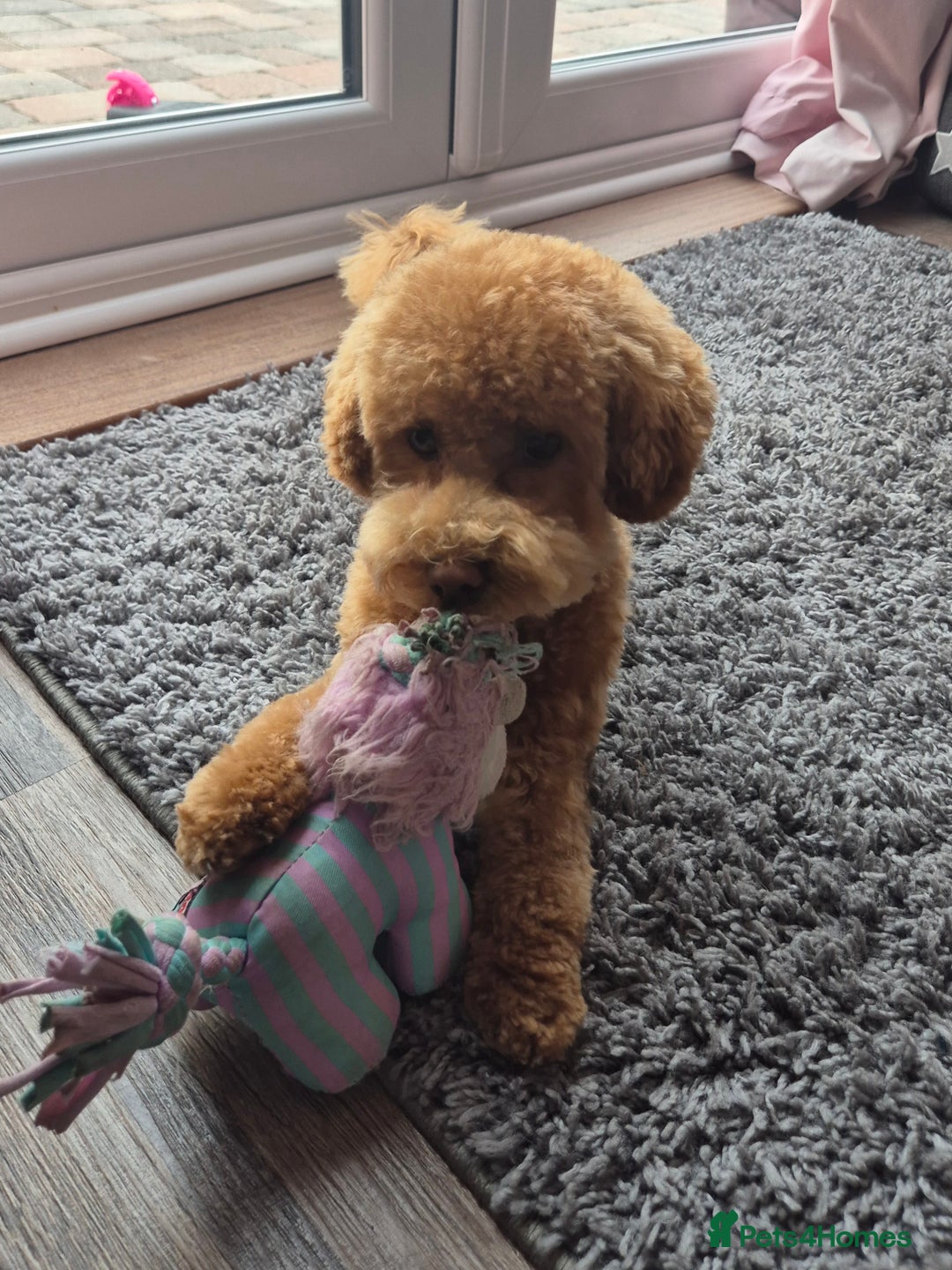 Poochon dogs for stud: Stunning Male poochon for stud  - Image 9