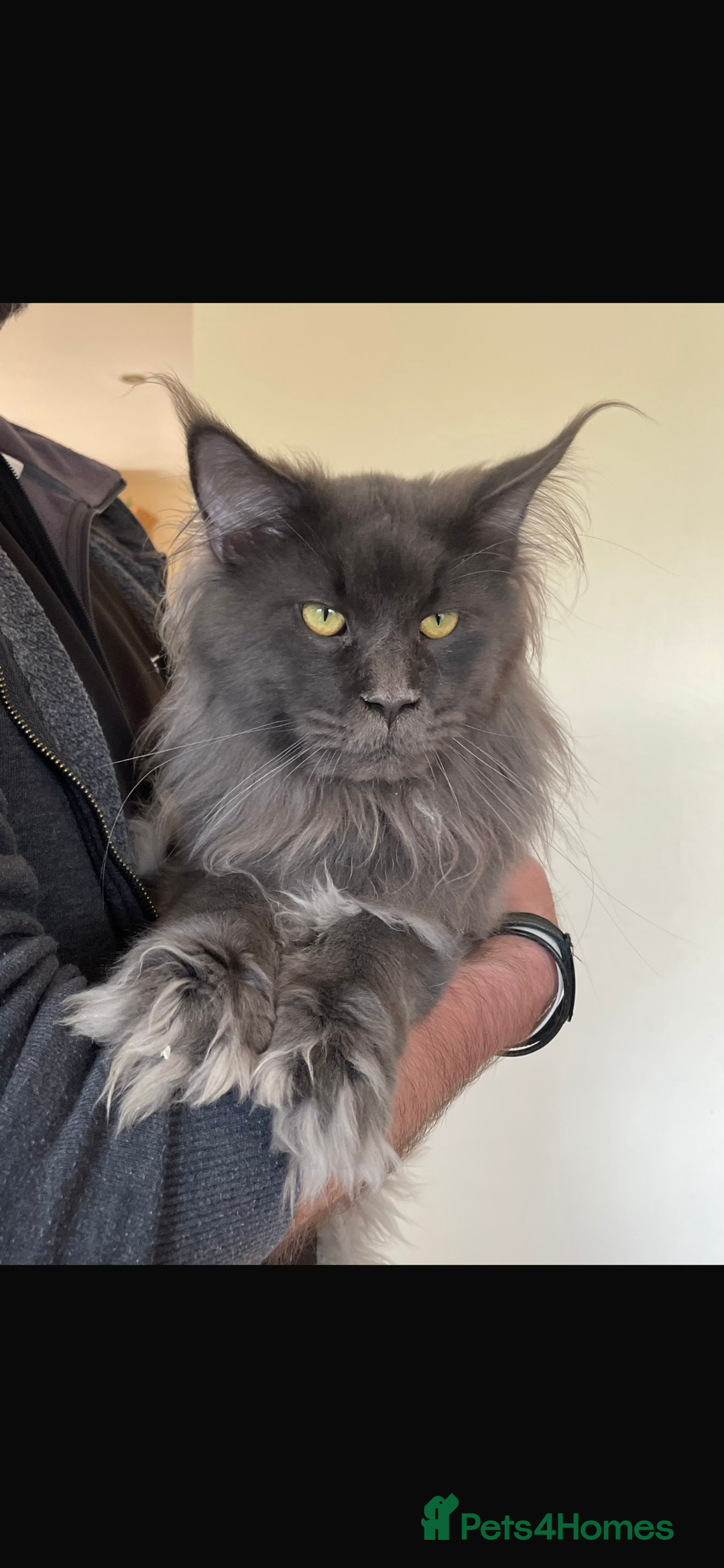 Maine Coon cats for sale: Beautiful Maine coon kittens - Advert 17