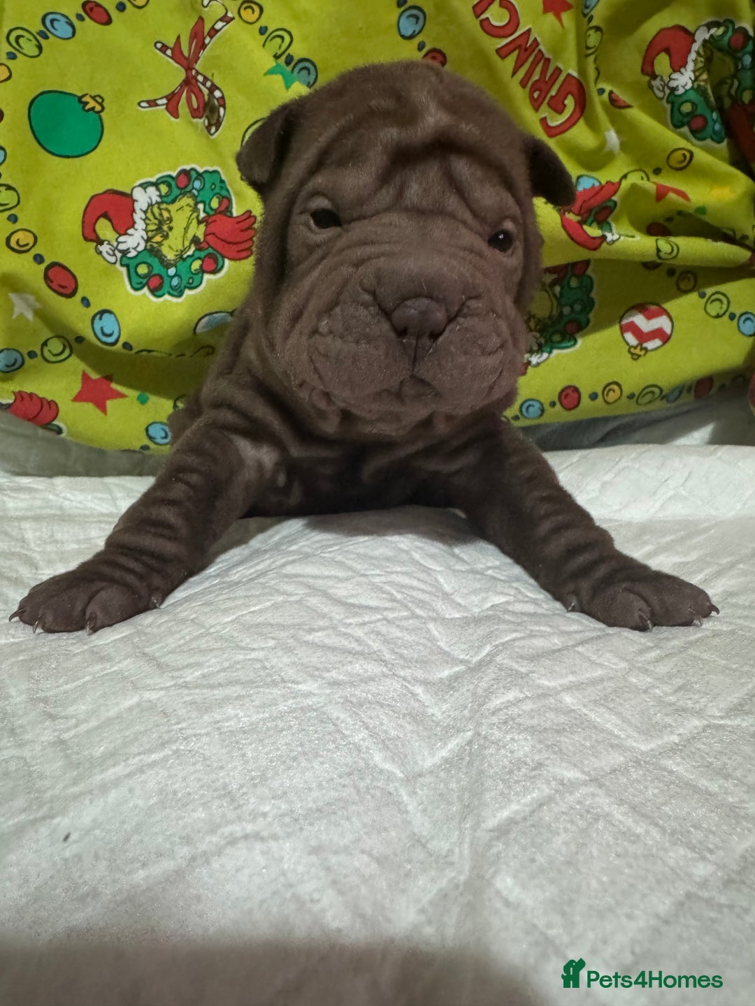 Shar Pei dogs for sale: Shar Pei Puppies For Sale - Advert 3