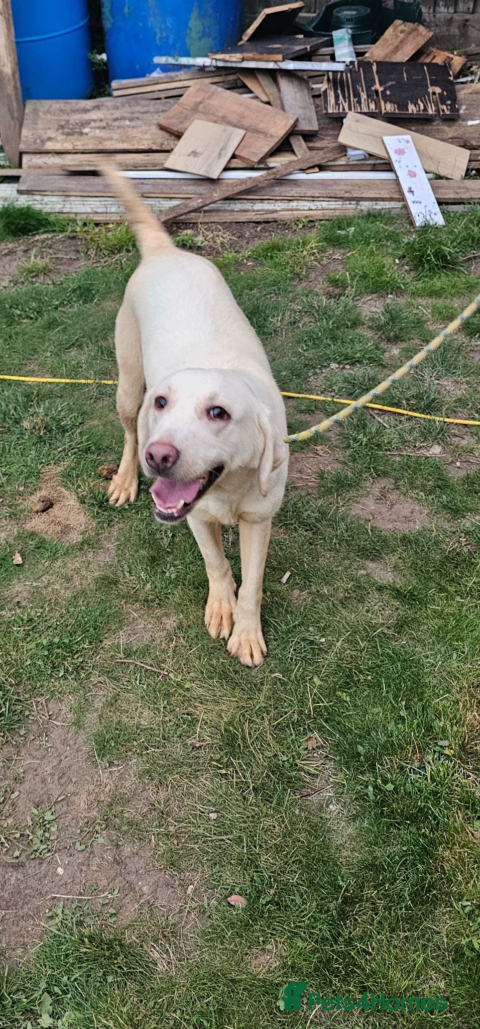 Labrador Retriever dogs 2 sisters labrador retrievers - Advert 4