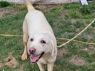 Labrador Retriever dogs 2 sisters labrador retrievers - Advert 3