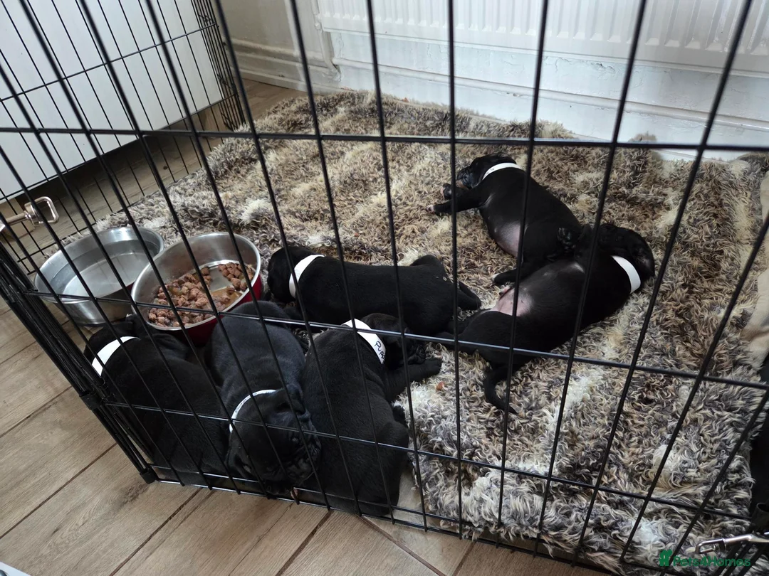 Mixed Breed dogs for sale: 6 puppies - Advert 7