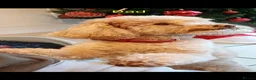 Toy Poodle dogs for sale: Stunning K. C reg Toy Poodle Puppies - Advert 22