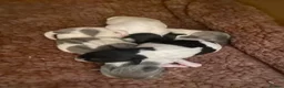 Jack Russell dogs for sale: Wonderful array of JRT pups - Advert 13