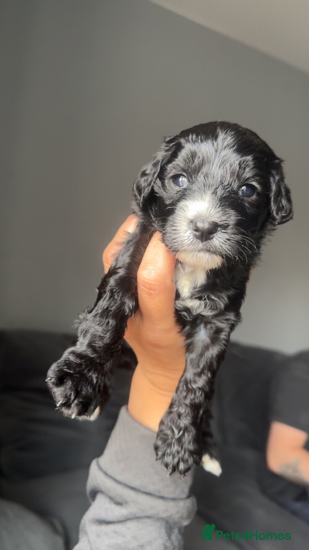 Mixed Breed dogs for sale: Litter off 8 girls f2 cockapoos  - Image 6