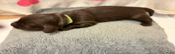 Miniature Dachshund dogs for sale: Long haired Miniature Dachshunds - Advert 3