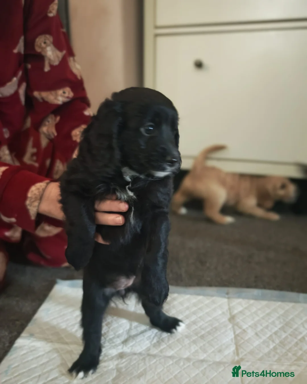 Cockapoo dogs for sale: Cockerpoo  puppys  - Advert 12