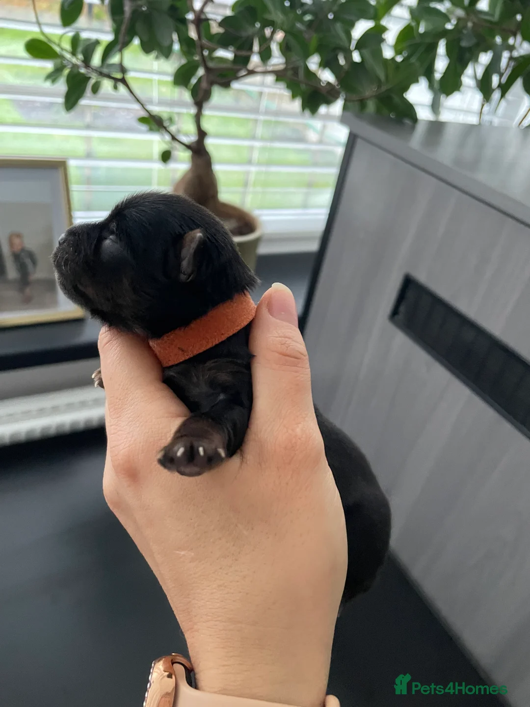 Yorkshire Terrier dogs for sale: pure breed yorkshire terrier  - Advert 20