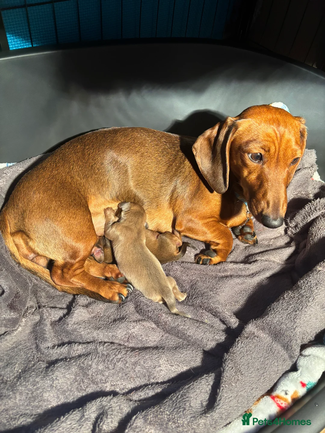 Miniature Dachshund dogs for sale: Miniature dachshund puppies  - Advert 6